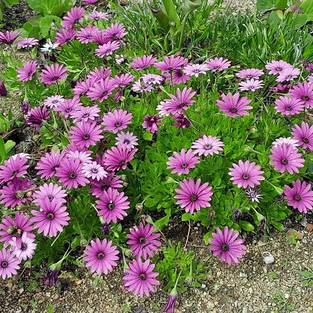 Tancos Quinta Ribeiro Tanquinhos 게스트하우스 외부 사진