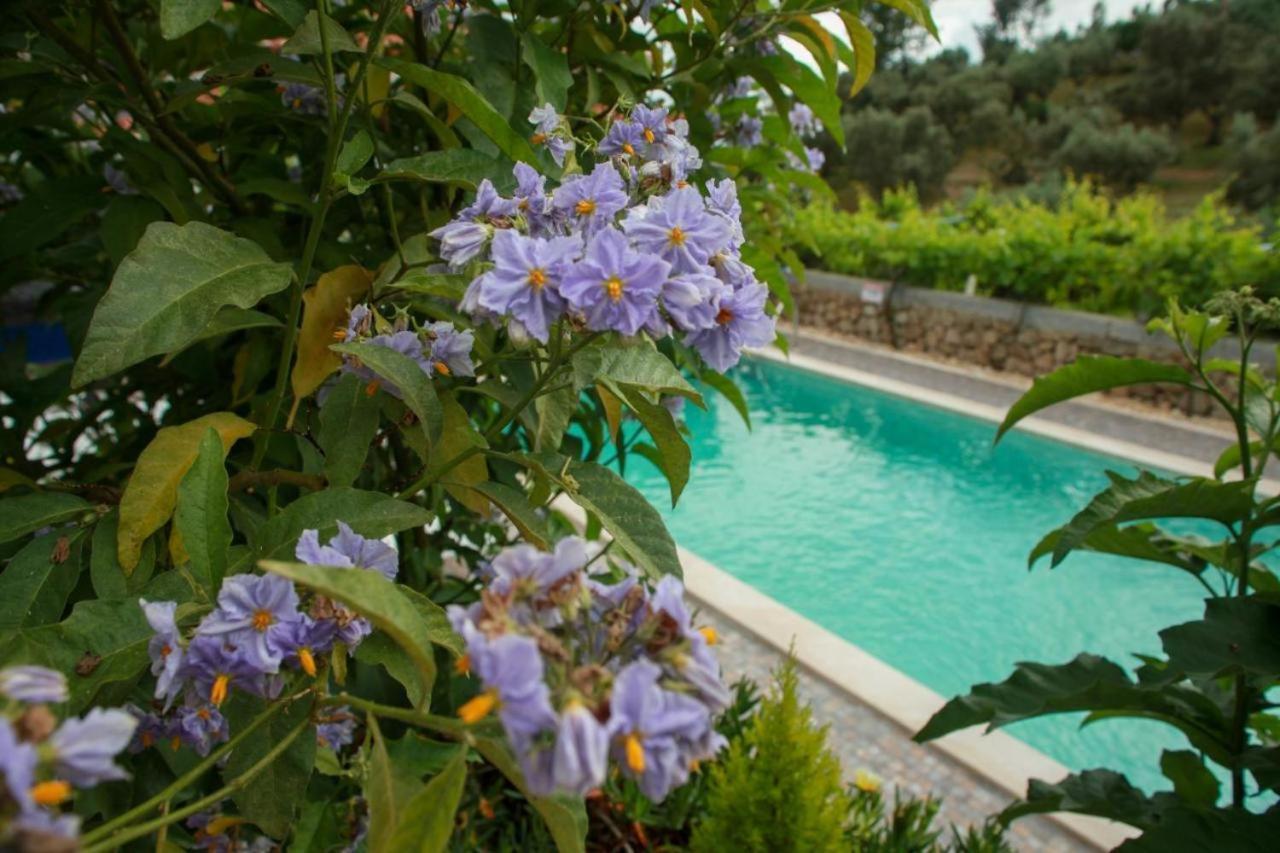 Tancos Quinta Ribeiro Tanquinhos 게스트하우스 외부 사진