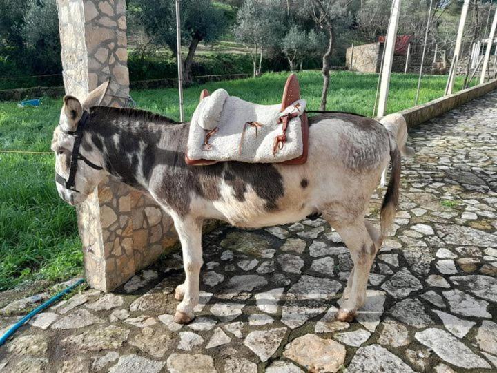 Tancos Quinta Ribeiro Tanquinhos 게스트하우스 외부 사진