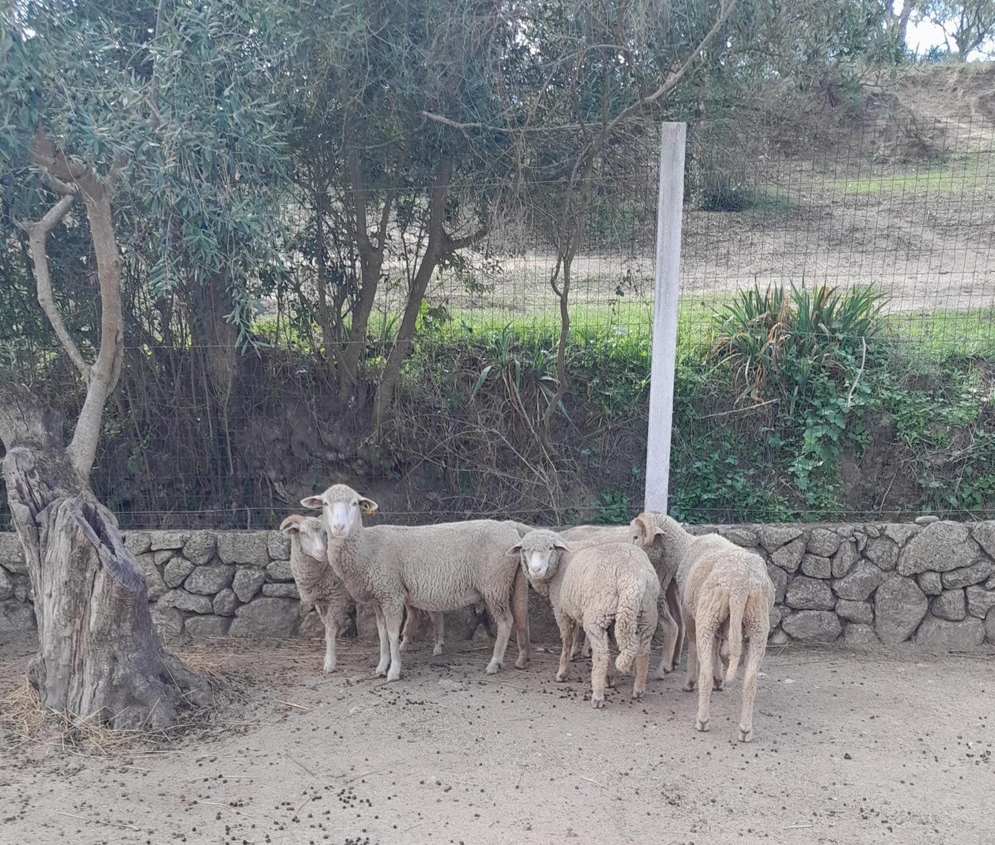 Tancos Quinta Ribeiro Tanquinhos 게스트하우스 외부 사진