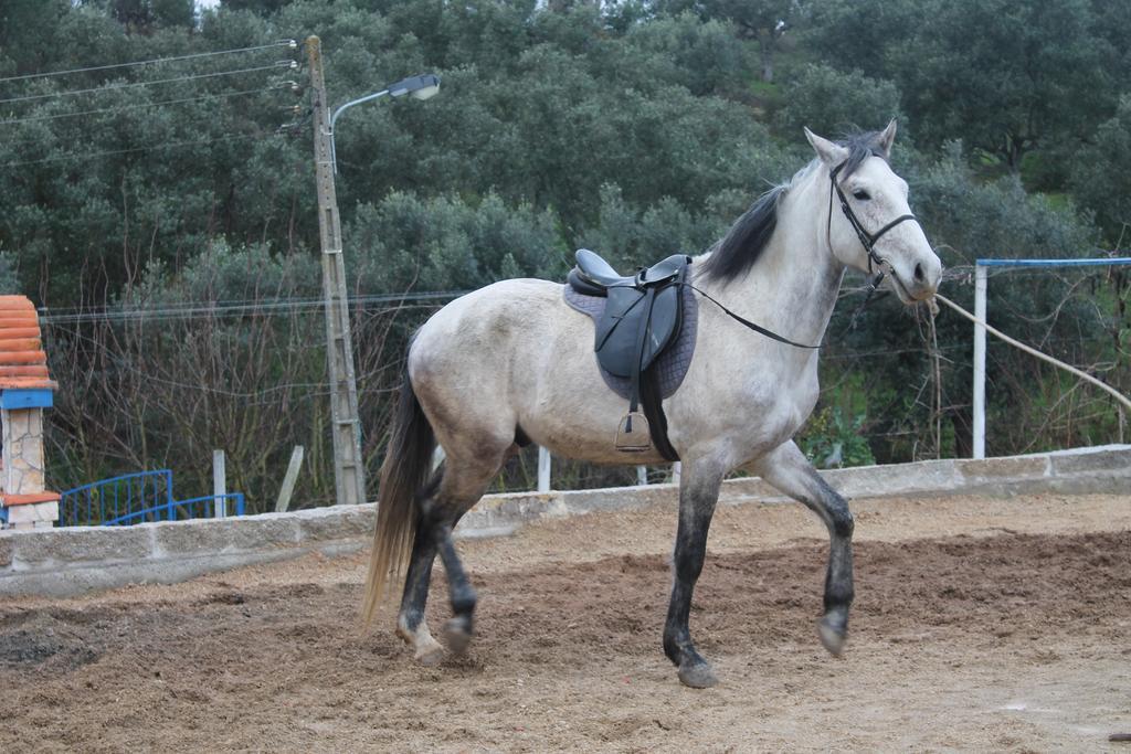 Tancos Quinta Ribeiro Tanquinhos 게스트하우스 외부 사진