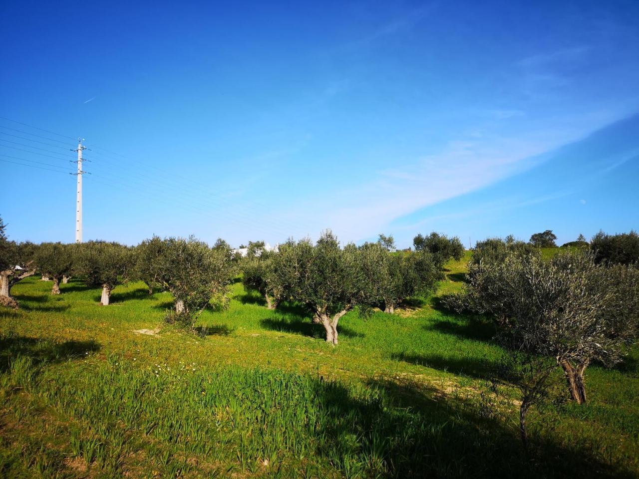 Tancos Quinta Ribeiro Tanquinhos 게스트하우스 외부 사진
